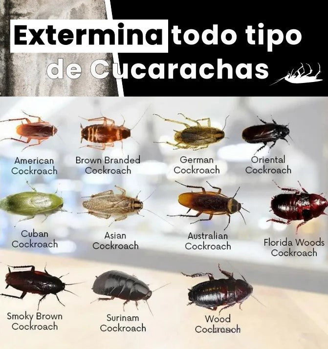 RoachFree® Cebo Repelente Mata Cucarachas
